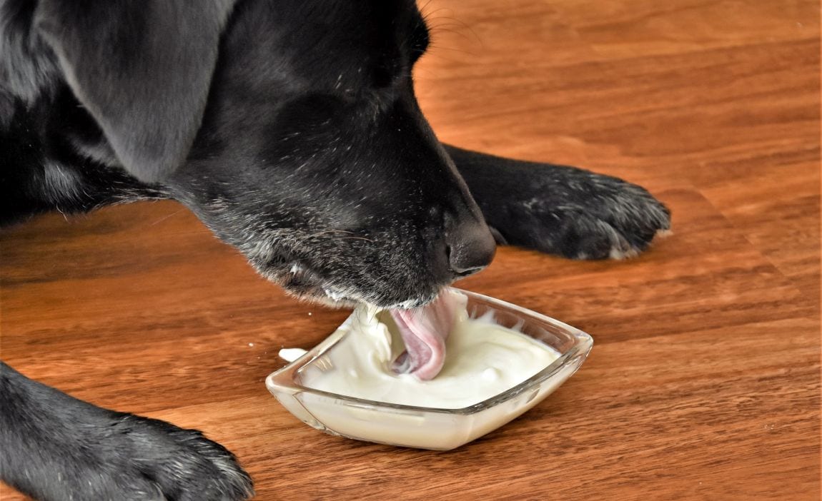 Black-furred dog eating yogurt