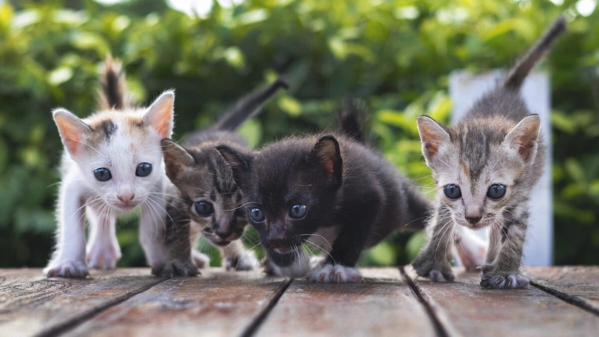 10 Easy-to-Care-For House Cat Breeds