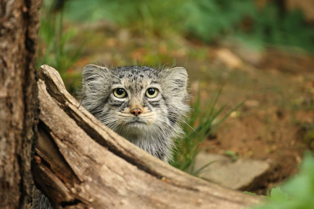 Wild cat in its natural habitat