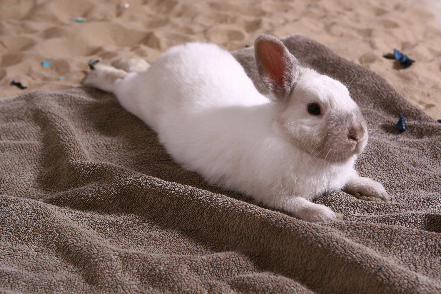 Rabbit lying on a towel