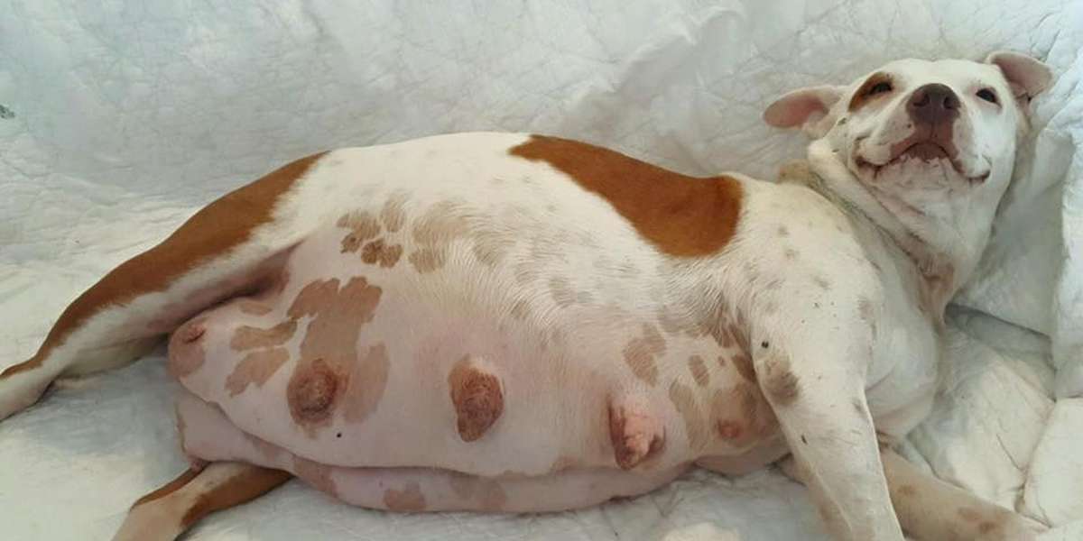 Pregnant dog lying down
