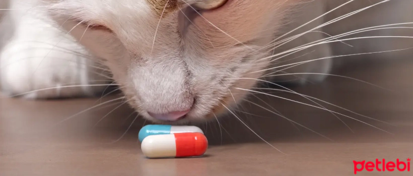 Poisoning in Cats: Causes, Symptoms, and Treatment