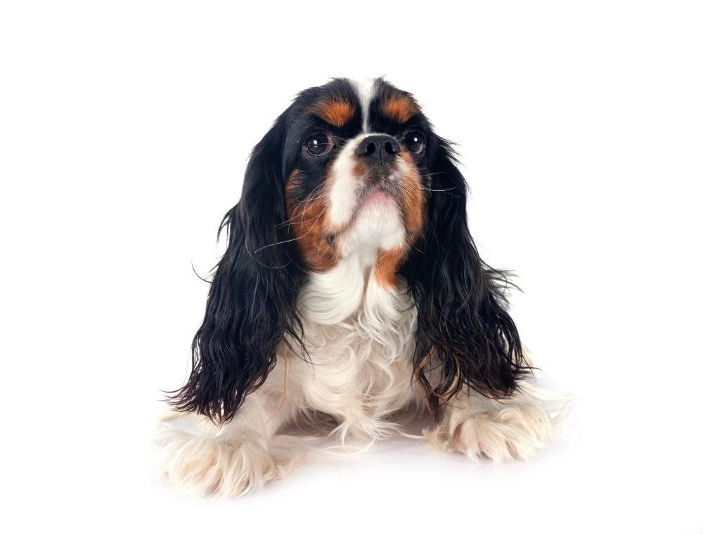 Physical Characteristics of the Cavalier King Charles Spaniel Dog