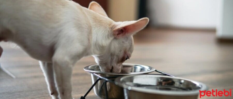 Chihuahua Food Selection Tips