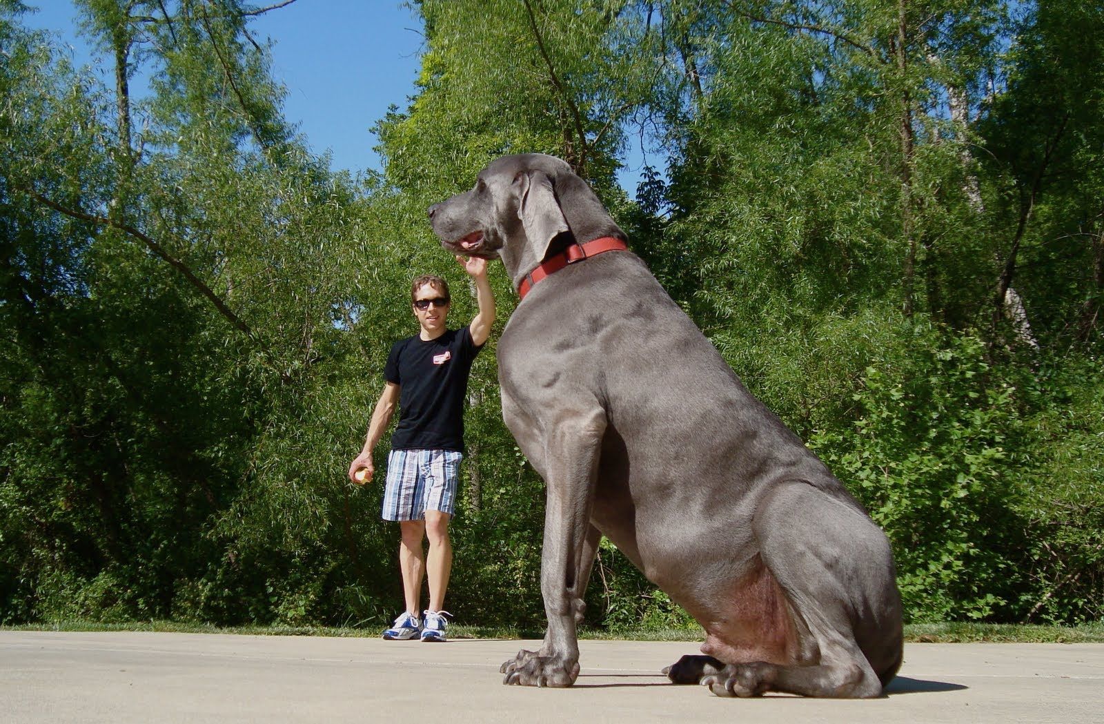 Gray large breed dog sitting in an open field
