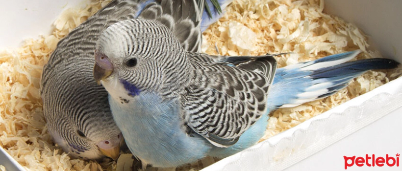 How Should Baby Budgies Be Cared For?