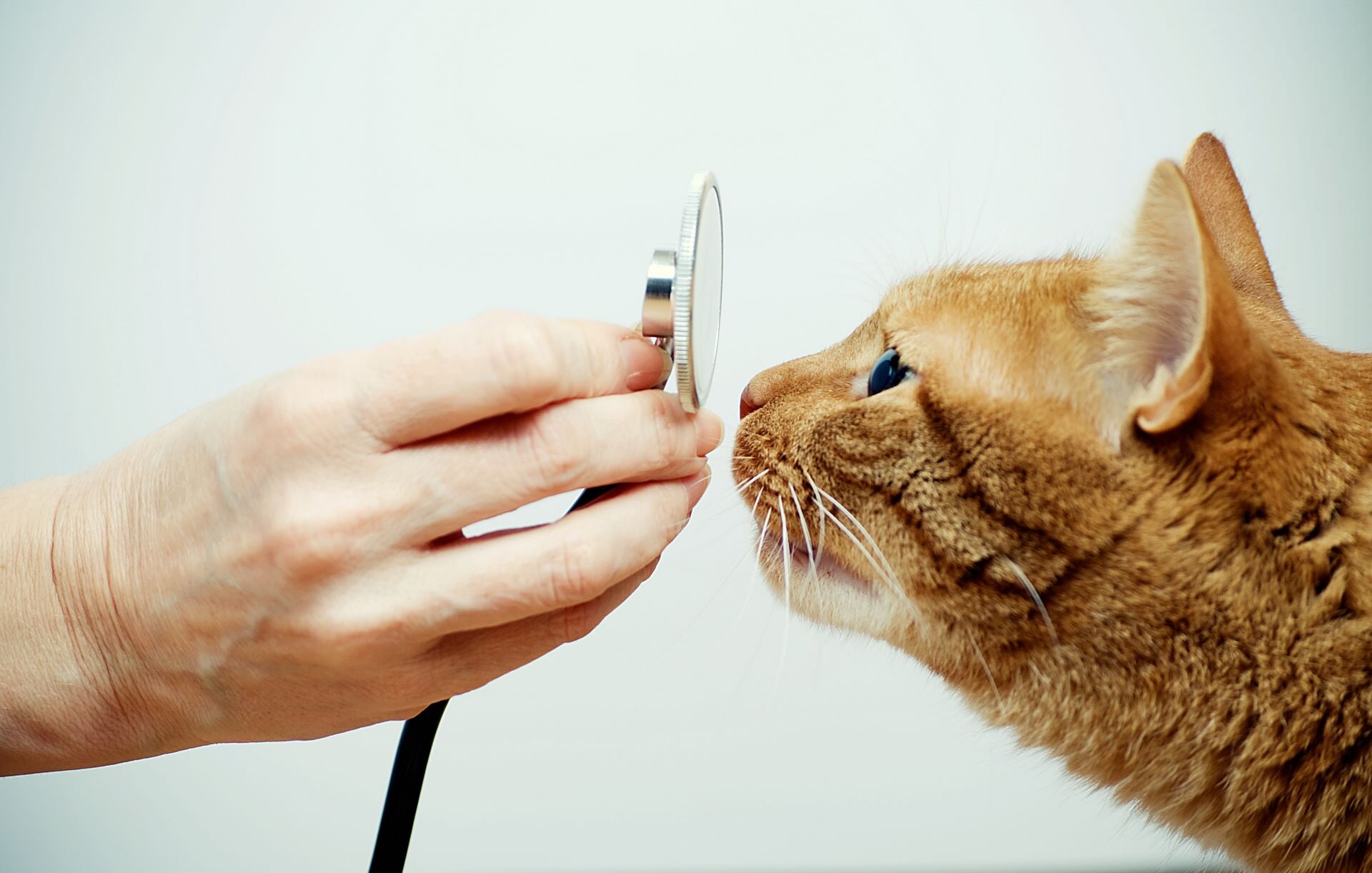 Cat looking through a stethoscope