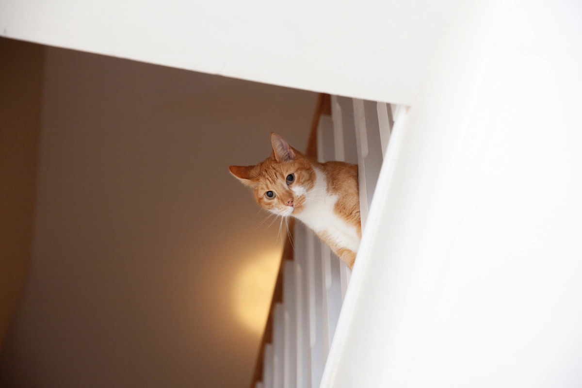 Tubby cat looking down the stairs