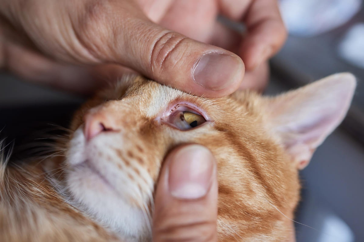 Cat having its eye checked