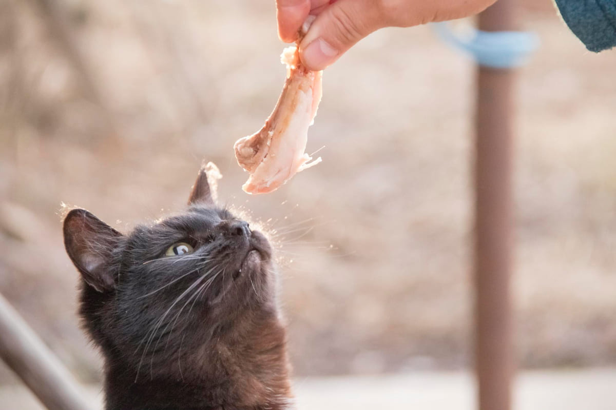Cat sniffing chicken with bones