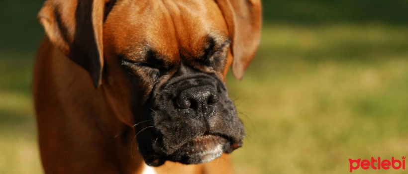 Why Do Dogs Sneeze?