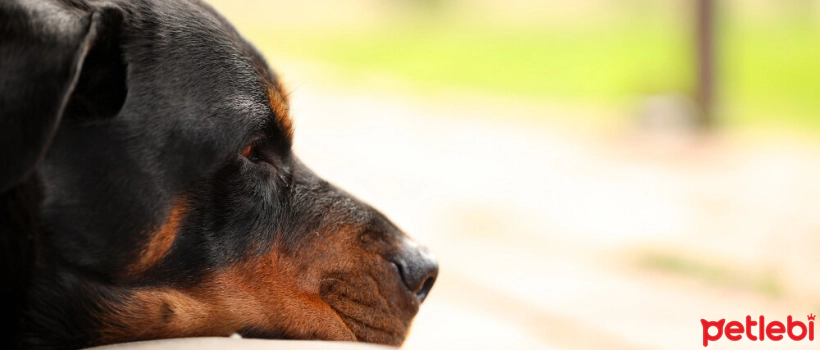What are the Symptoms of Arthritis in Dogs?
