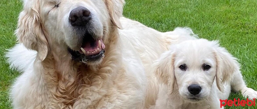 Adopting a Blind Dog