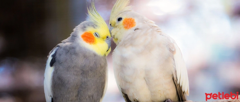 Weight Control in Birds