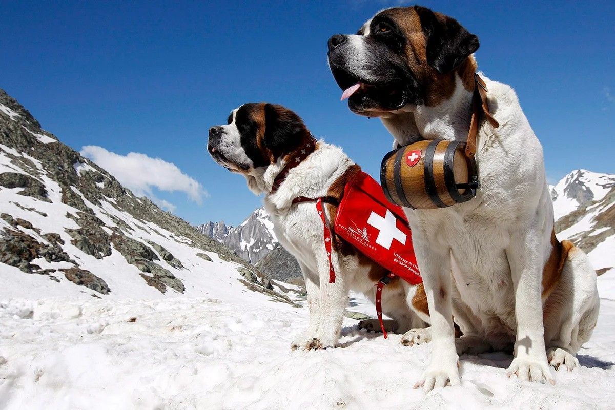 Rescue dogs roaming in the mountains