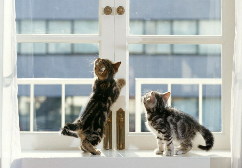 Kittens trying to open the window