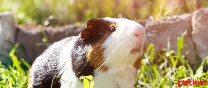 How Should Guinea Pig Care Be in Hot Weather?