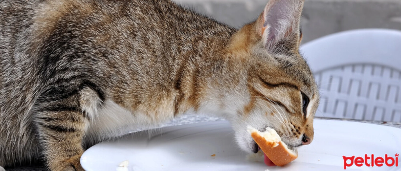 Do Cats Eat Bread? Things to Consider and Alternatives
