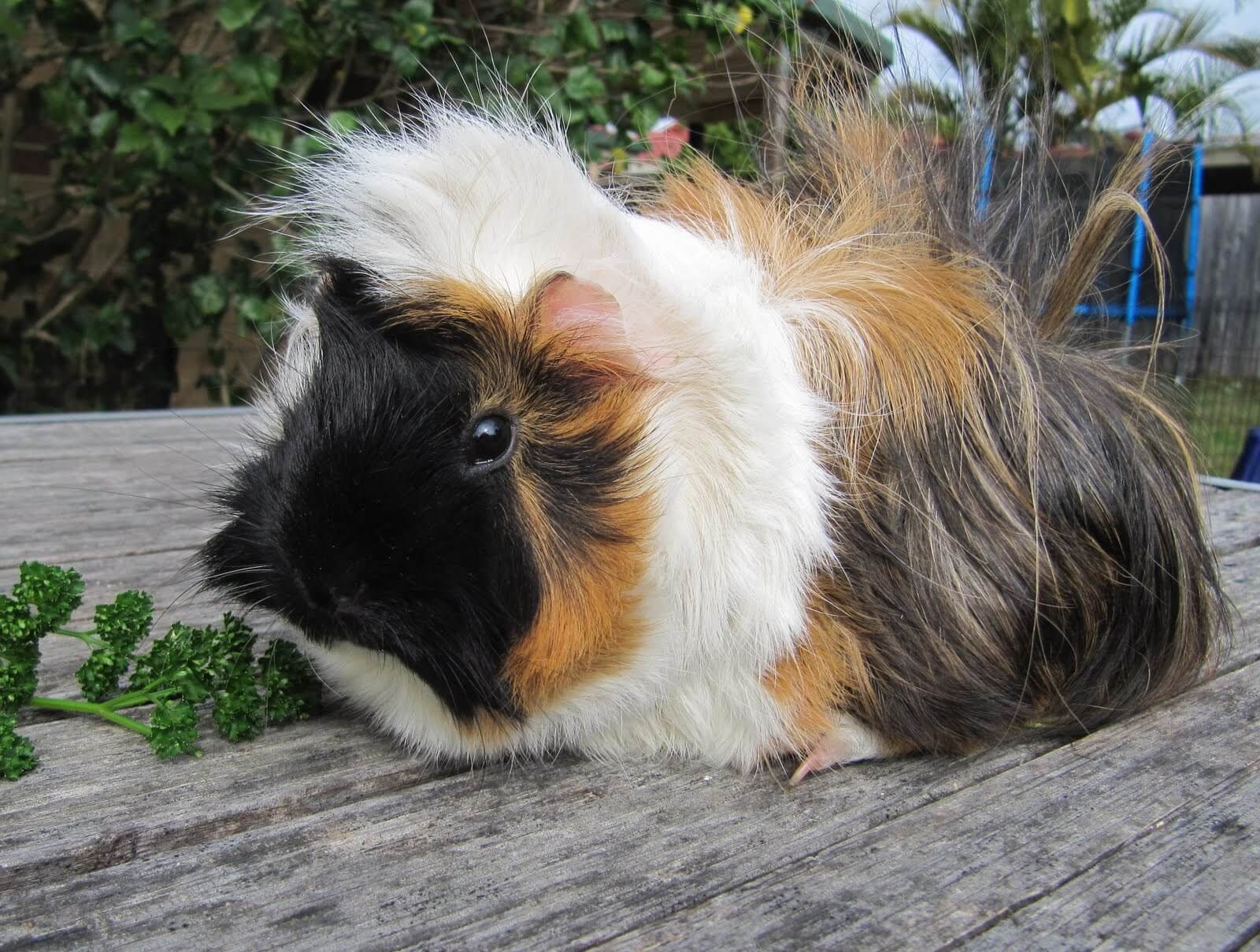 white and brown-haired abyssinian guinea pig