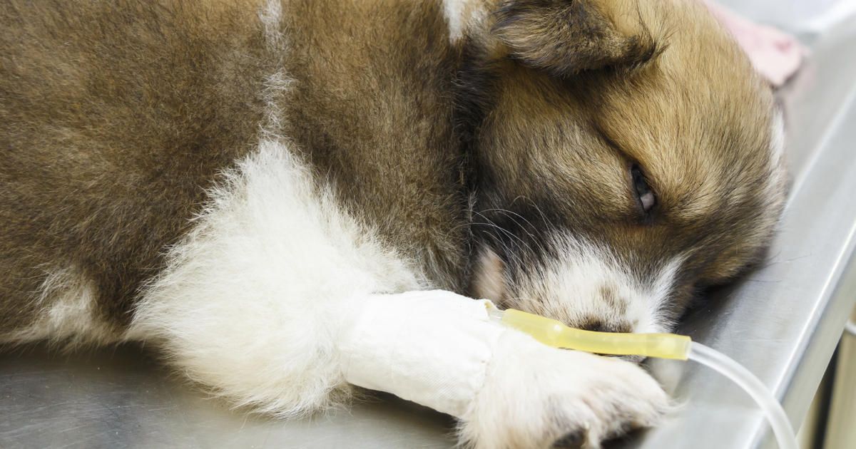 Dog given serum