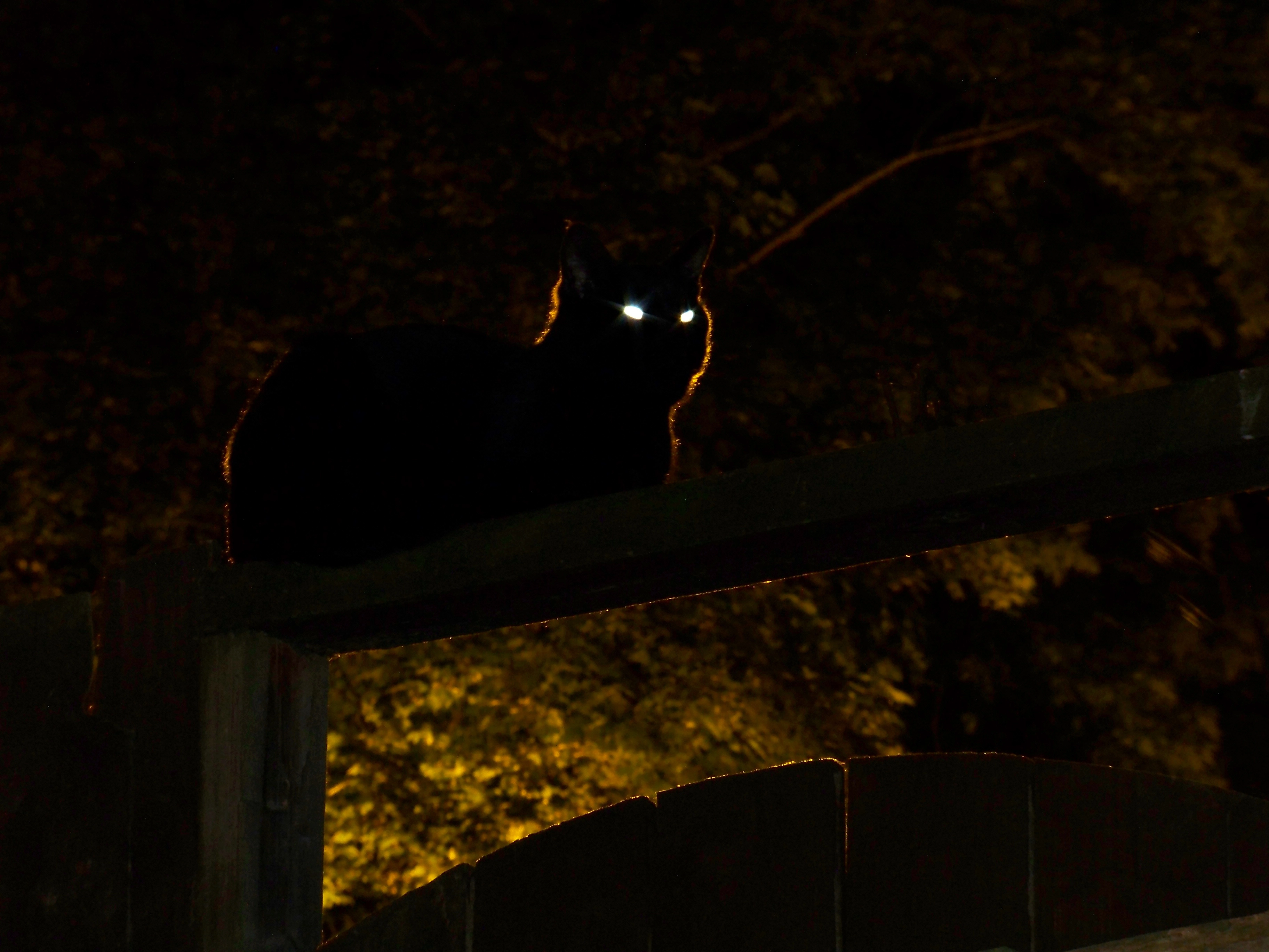 Cat sitting in a tree with its eyes shining in the dark