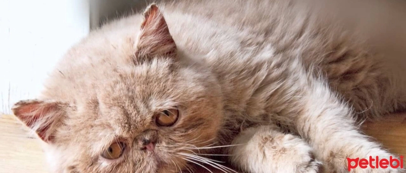 Why do cats limp?