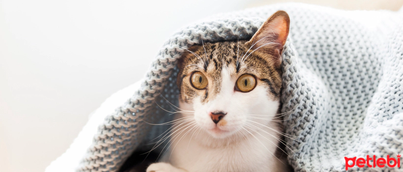 Keeping a Cat at Home: What Cat Adopters Need to Know