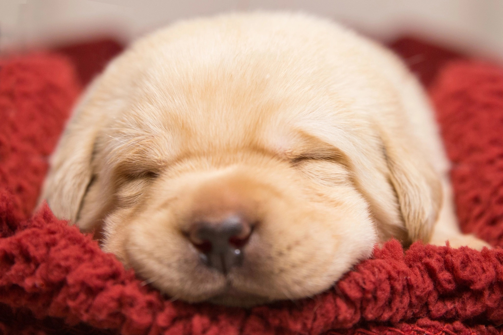 Dog sleeping on its red blanket
