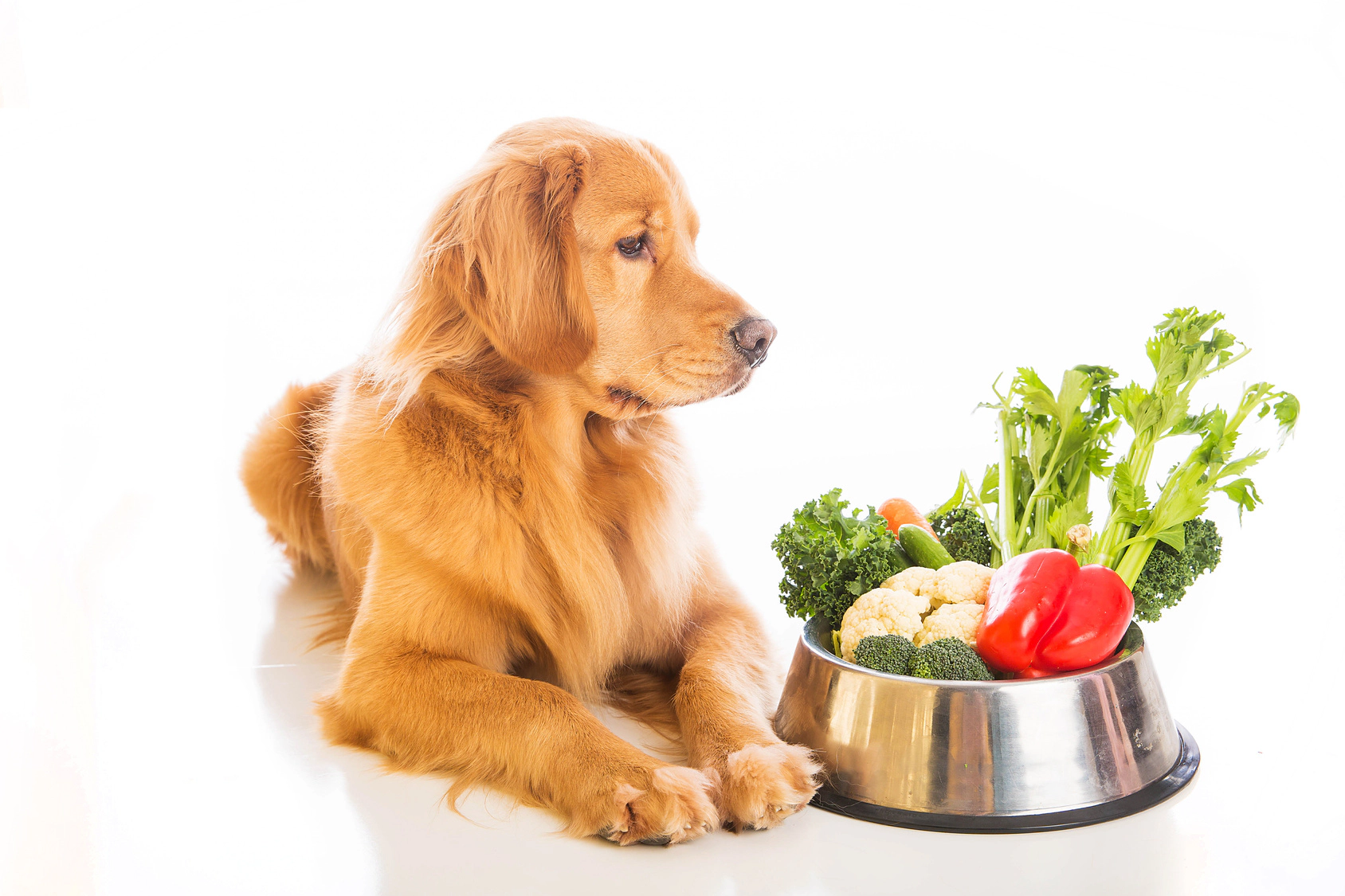 Dog with fresh vegetables in its food bowl