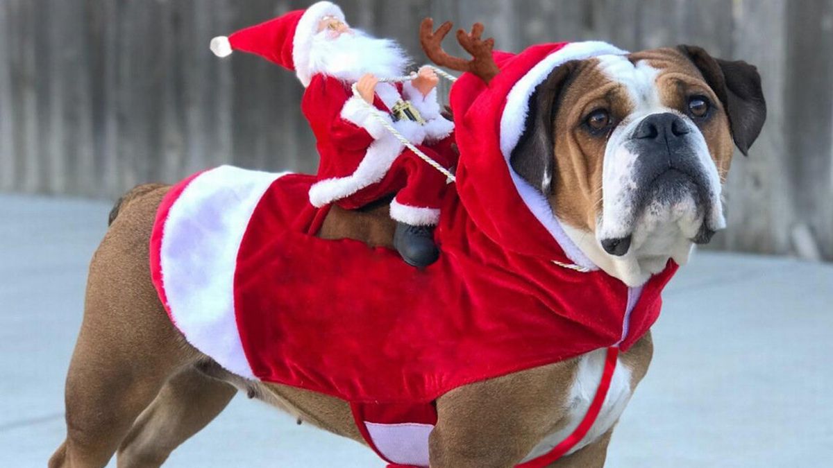 Dog wearing a Christmas costume