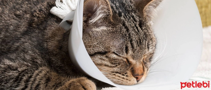 What to Do for Wound Care in Cats