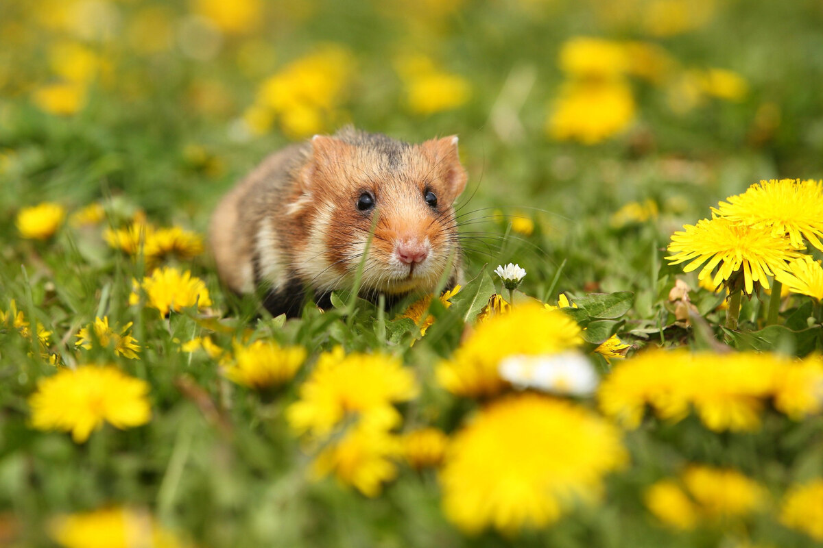 Hamster standing on the grass