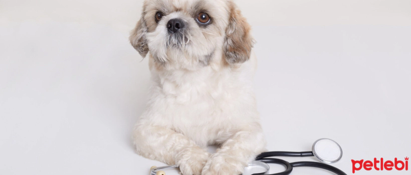 Gastritis in Dogs