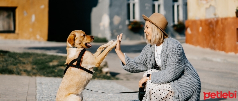 What Kind of Dog Parent Are You?