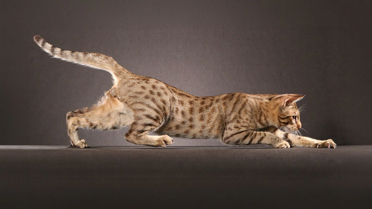 Ocicat Cat Characteristics, Care and Temperament