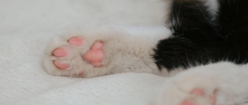 Causes of Paw Injuries in Cats