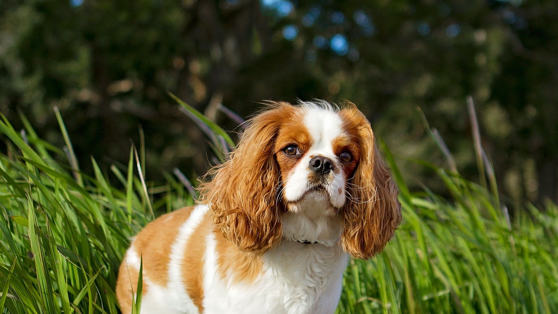 Cavalier King Charles standing in front of tall grass