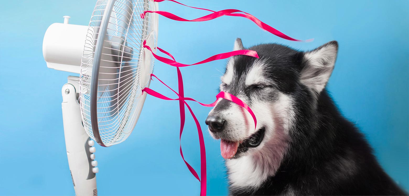 Dog standing in front of a fan