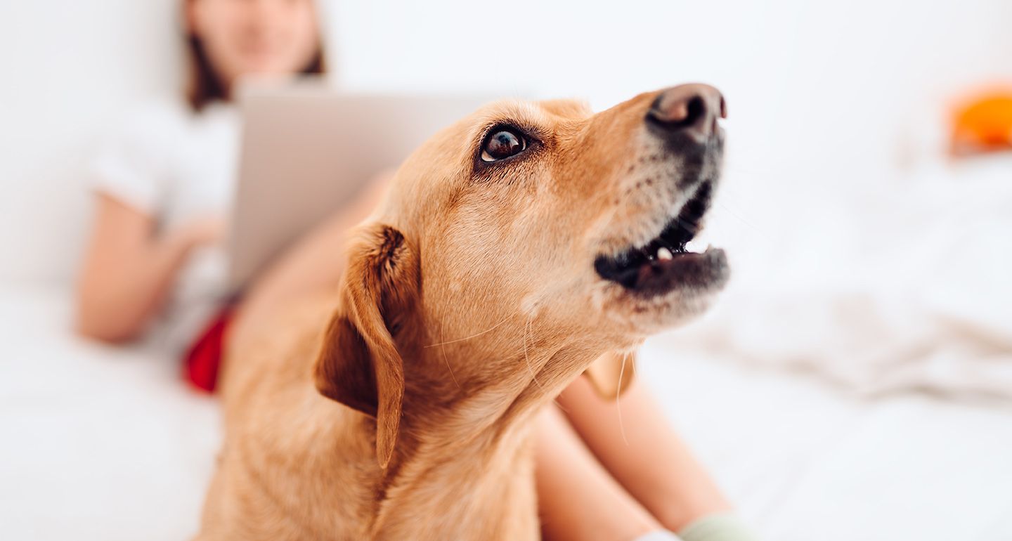 Dog about to bark
