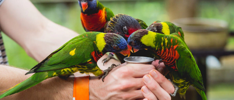 What is Bird Sand Used For and How to Use It?