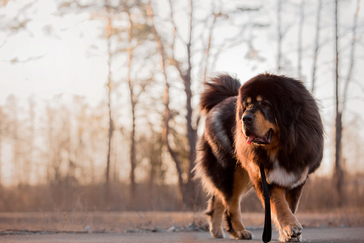 A Tibetan Mastiff walking freely on a leash
