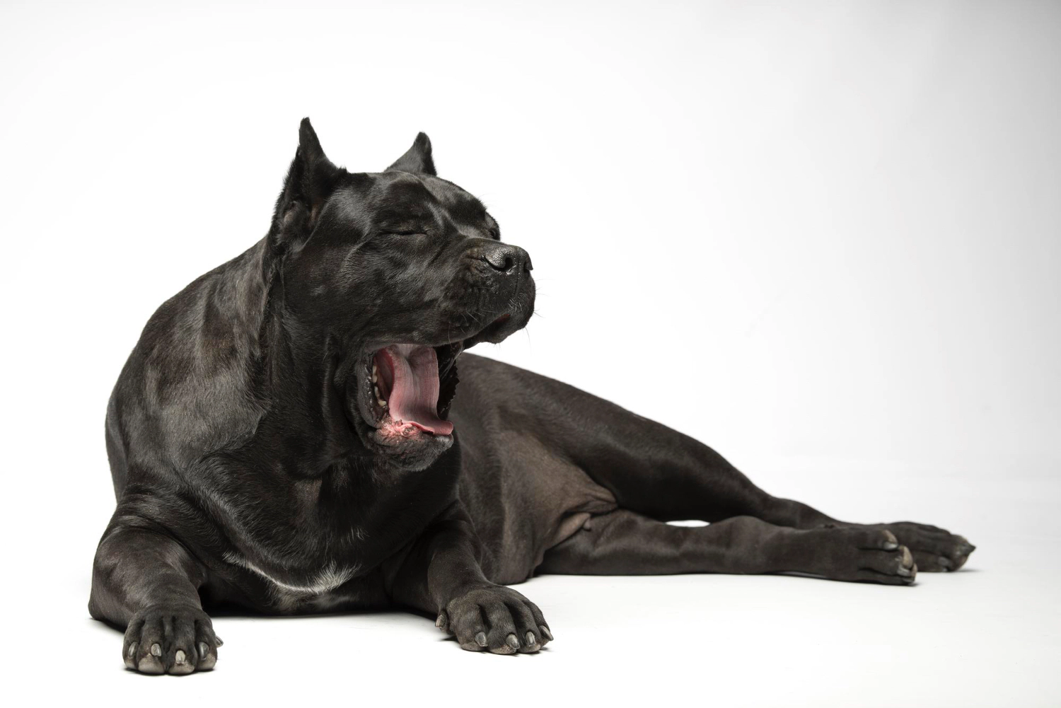 esneyen cane corso