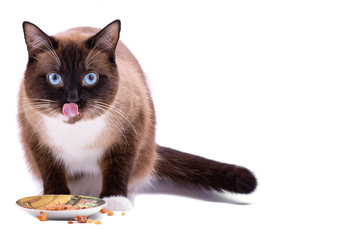 A blue-eyed cat with its tongue sticking out, looking at the frame