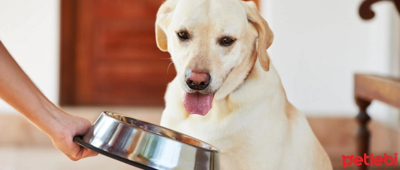 What is the Difference Between Lamb and Chicken Rabbit Food?