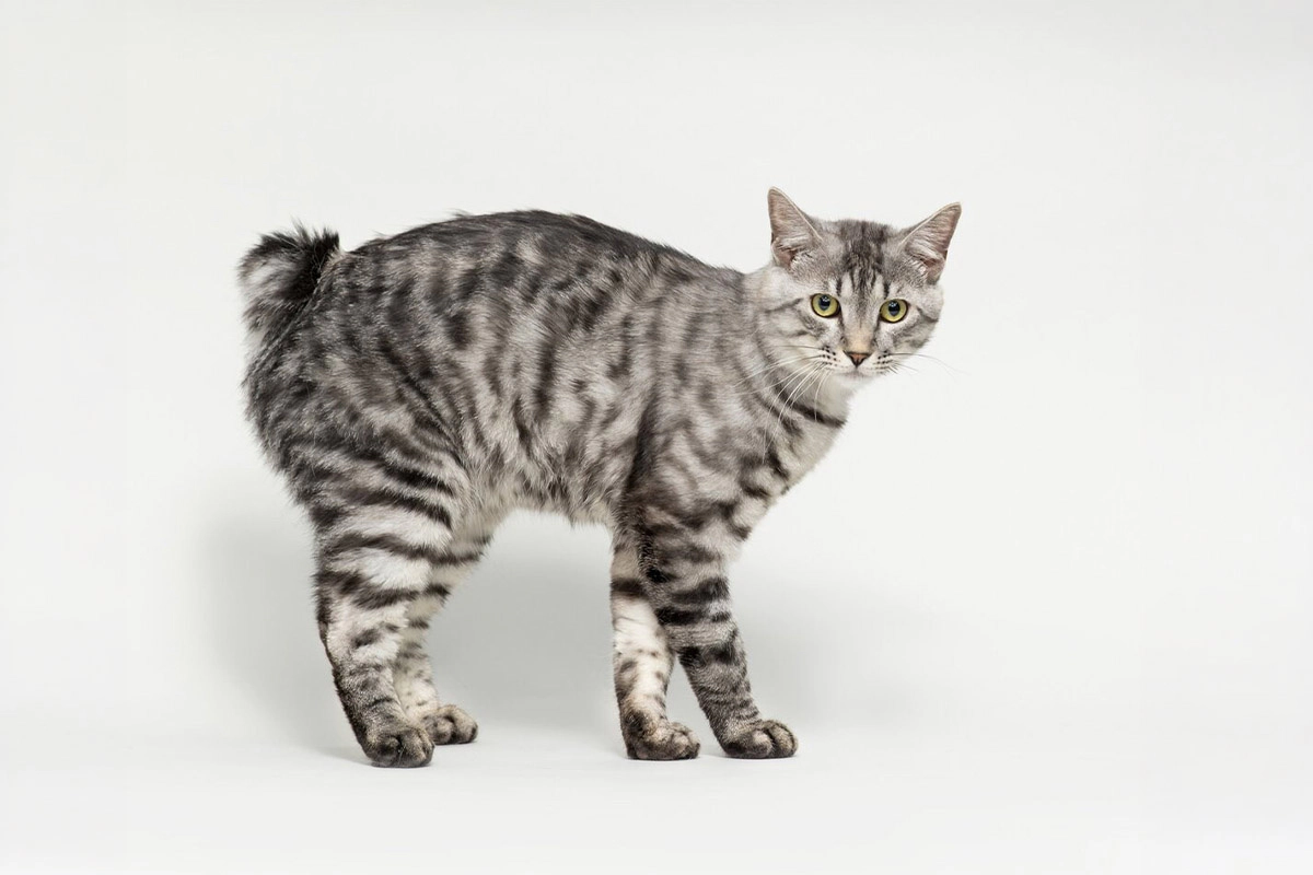 Gray and white short-tailed cat