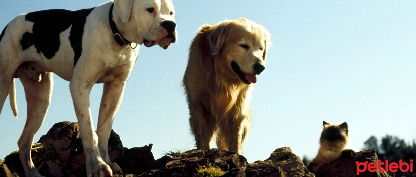 The Most Enjoyable Animal Movies Telling the Adventures of Animals