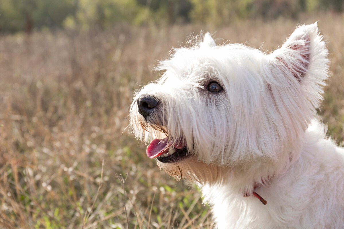 Maltese terrier with tongue sticking out
