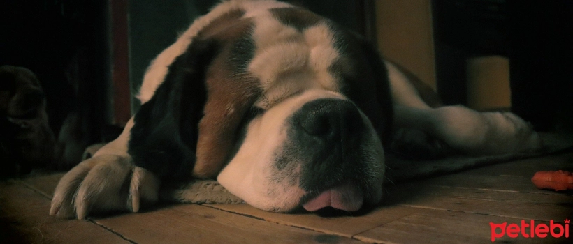 The Laziest Dog Breeds