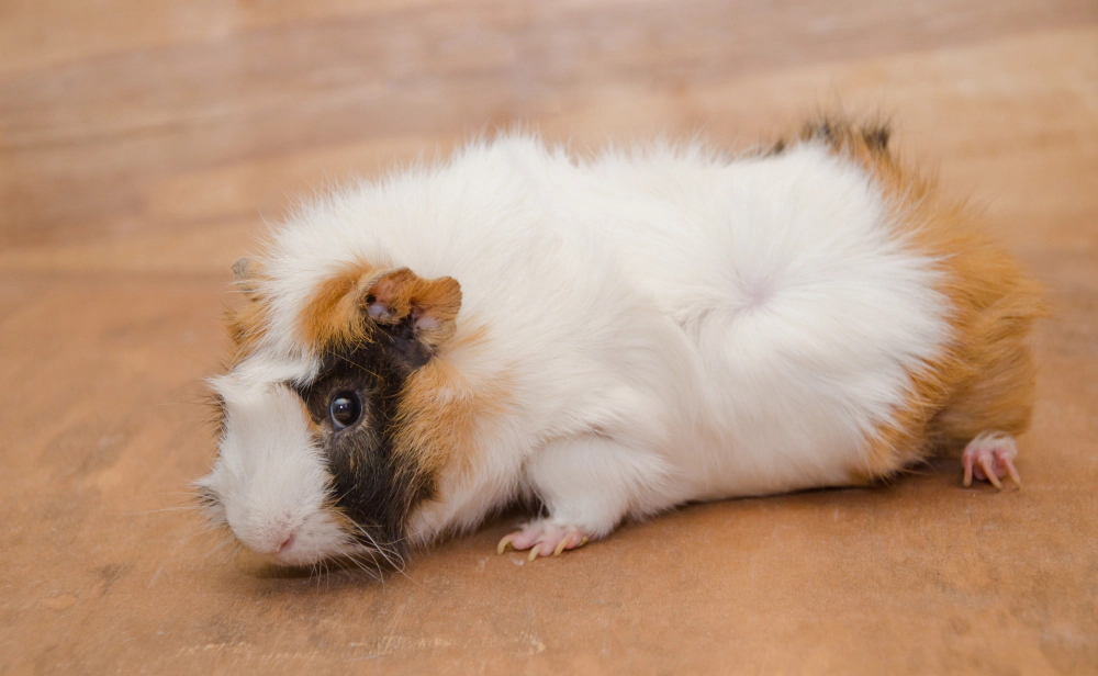Letless guinea pig lying on the ground