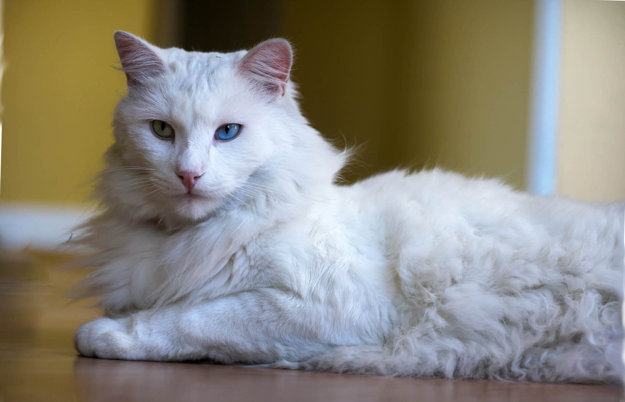 Ankara cat with different colored eyes
